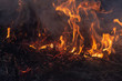 © donikz - fire, burn a bunch of dry grass