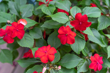 Red Impatiens Blossoms 