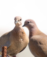 Photo of the bird-pigeon sitting on the fence