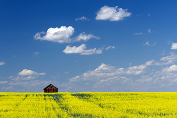 Red Barn Prairie Canola Field