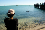 Fototapeta Do akwarium - Wild Dolphin - Monkey Mia - Australia