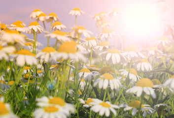 Fotomurales - White Summer wildflowers