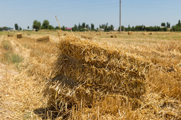 Bales of straw on a field