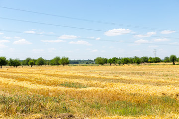 Bales of straw on a field