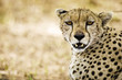 Wild African Cheetah