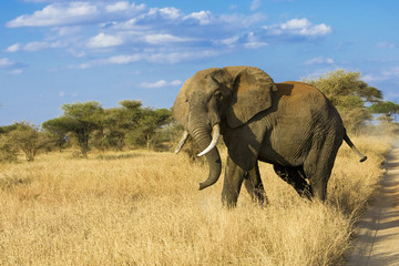 Wall Mural - wild elephant in east africa