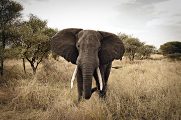 wild elephant in east africa