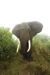 Wall Mural - wild elephant in east africa