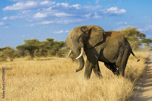 Plakat Dziki słoń w Afryce Wschodniej