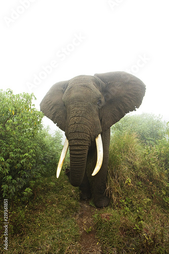 Zdjęcie XXL Dziki słoń w Afryce Wschodniej