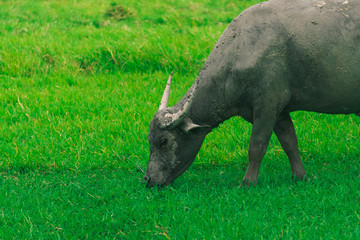 Buffalo is eating grass in middle of the green nature field background.