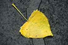 Single Fallen Yellow Leaf On Asphalt Road Surface
