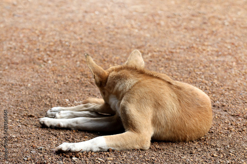 Brown Dog Sleeping On The Floor With See The Back Dog Cute Buy