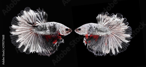 Zdjęcie XXL Walcząc z rybami, piękną rybką, pięknym kolorowym rybakiem Siam, czarne tło