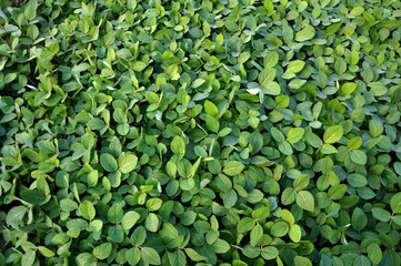 Wall Mural - Green soy plants