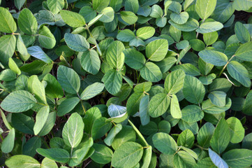 Green soy plants