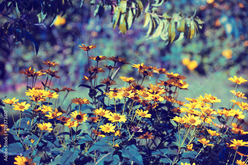 Fotografia, Obraz Flowering Black-eyed Susan flowers in the garden
