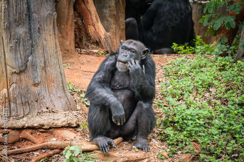 Zdjęcie XXL szympans mokey siedzieć na drzewie stump z trawy w dżungli