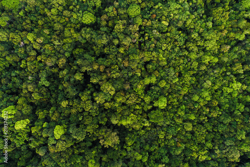 Fotomural Green tree deep tropical rainforest look down aerial view from drone