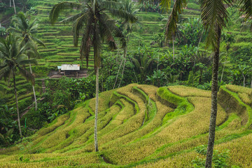 Wall Mural - tegalalang ceking rice terraces in ubud, bali