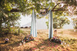 Sunset wedding ceremony, arch decorated with grey cloth hanging on big tree and rose flowers arrangement