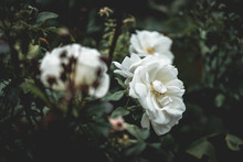 White Flowers With Dark Moody Green Leaves