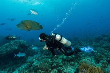 Wall Mural - humphead wrasse fish with woman diver
