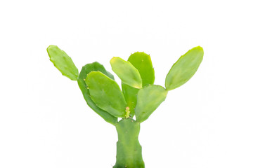 Cactus isolated on white background