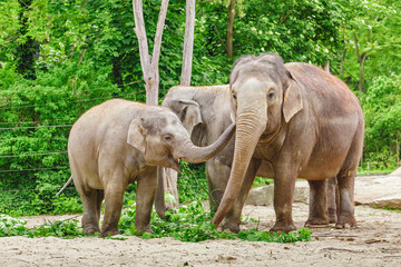 Elephant family eating grass and tree branches at feeding time in Zoo