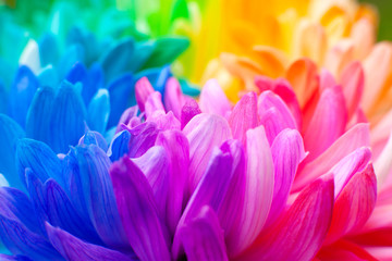 Wall Mural - Chrysanthemum multicolored close-up. Macro. Colorful multi-colored flower petals of chrysanthemum. Spring and summer flowering.