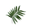© studio2013 - green palm leaf isolated on white background with clipping path