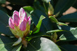 Rhododendron Knospe rosa