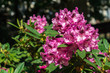 Rhododendron pink bordeaux rot