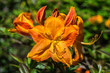 Rhododendron klein orange