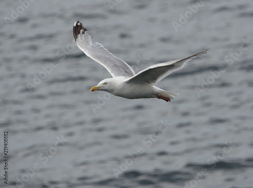 Oiseau Goéland Sur Le Poin Dattérir Sur La Mer Buy This