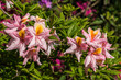 Rhododendron klein rosa gelb