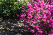 Rhododendron klein pink