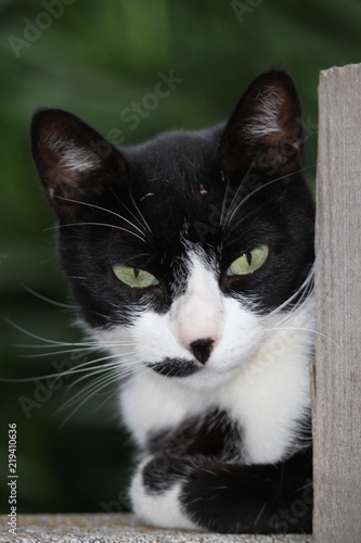 Chat Noir Et Blanc Buy This Stock Photo And Explore