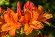 Rhododendron klein orange
