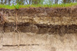 Stratigraphic section of soil with layers and grass roots. Russia, Rostov-on-Don region