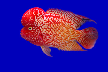 Wall Mural - Fish name 's  Flowerhorn Cichlid on blue screen