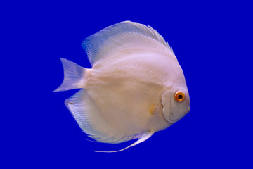 Wall Mural - Discus fish name 's Pompadour (White oranges)  on blue screen.