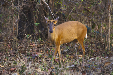 Wall Mural - Indian muntjac or Barking Deer. Kanha Tiger Reserve, Madhya Pradesh, India