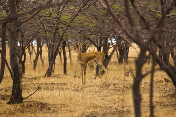 Wall Mural - Chinkara deer or Indian gazelle. Mayureshwar Wildlife sanctuary, Maharashtra, India