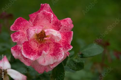 Fleur Rose De Couleur Rose Blanche Tachetée Dans Un Jardin