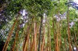 Goldener Bambus (Phyllostachys aurea)