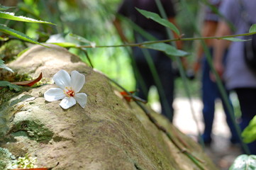Wall Mural - White Tung flowers blooming in May in Miaoli, Taiwan