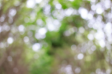 Canvas Print - blurred of green bokeh on tree background