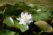 White Waterlily Nymphaea ‘Walter Pagels’