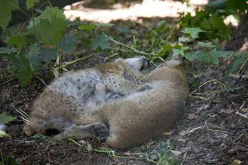 Sleeping lynx cubs.